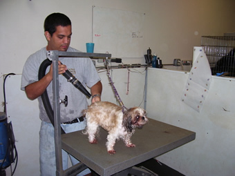 Brian stands holding a hose-like dog grooming tool in his right hand and looks down at the small dog he is grooming on the table in front of him.